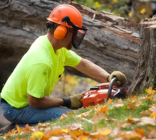 tree services Lenoir